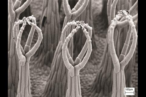 SEM images of the three-level hierarchical structure of Salvinia molesta - Figure 1c - zoomed out